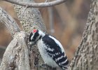 Downy Woodpecker (5)