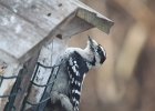 Downy Woodpecker (6)