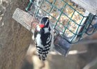Downy Woodpecker (7)