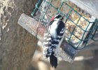 Downy Woodpecker (8)