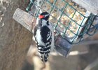 Downy Woodpecker (9)