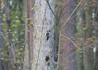 Downy Woodpecker