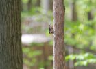 Downy Woodpecker1