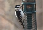 101Hairy Woodpecker