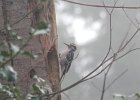 Hairy Woodpecker (1)