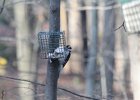 Hairy Woodpecker (10)