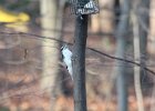 Hairy Woodpecker (11)