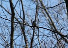 Hairy Woodpecker (13)