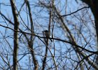 Hairy Woodpecker (14)