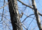 Hairy Woodpecker (15)