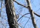 Hairy Woodpecker (16)