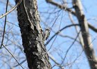 Hairy Woodpecker (17)