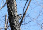 Hairy Woodpecker (18)