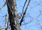 Hairy Woodpecker (19)