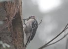 Hairy Woodpecker (2)