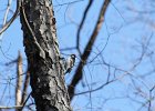 Hairy Woodpecker (20)