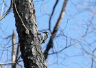 Hairy Woodpecker (21)