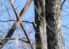 Hairy Woodpecker (22)