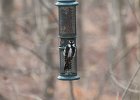 Hairy Woodpecker (24)