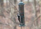 Hairy Woodpecker (25)
