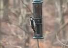 Hairy Woodpecker (26)