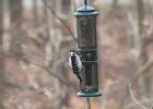 Hairy Woodpecker (27)