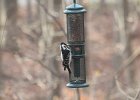 Hairy Woodpecker (28)