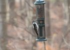 Hairy Woodpecker (29)