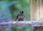 Hairy Woodpecker (3)