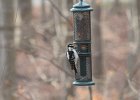 Hairy Woodpecker (30)