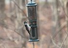 Hairy Woodpecker (31)