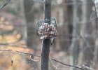Hairy Woodpecker (32)