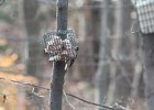 Hairy Woodpecker (33)