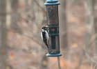Hairy Woodpecker (34)