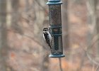 Hairy Woodpecker (35)