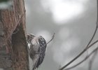 Hairy Woodpecker (36)