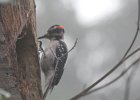 Hairy Woodpecker (37)