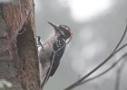 Hairy Woodpecker (38)