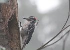 Hairy Woodpecker (39)