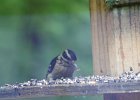 Hairy Woodpecker (4)