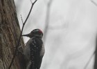 Hairy Woodpecker (40)