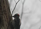 Hairy Woodpecker (41)
