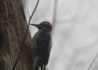 Hairy Woodpecker (42)