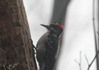 Hairy Woodpecker (43)