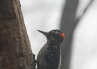 Hairy Woodpecker (44)
