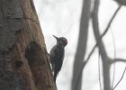 Hairy Woodpecker (45)