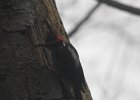 Hairy Woodpecker (46)
