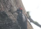 Hairy Woodpecker (47)