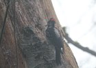 Hairy Woodpecker (48)