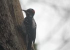 Hairy Woodpecker (49)